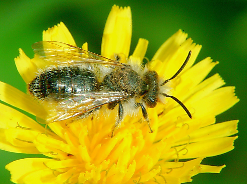 Cacyreus marshalli